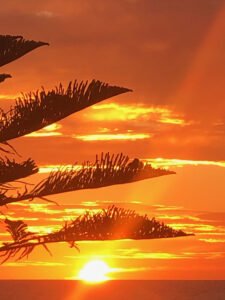 Red sunset through palm tree