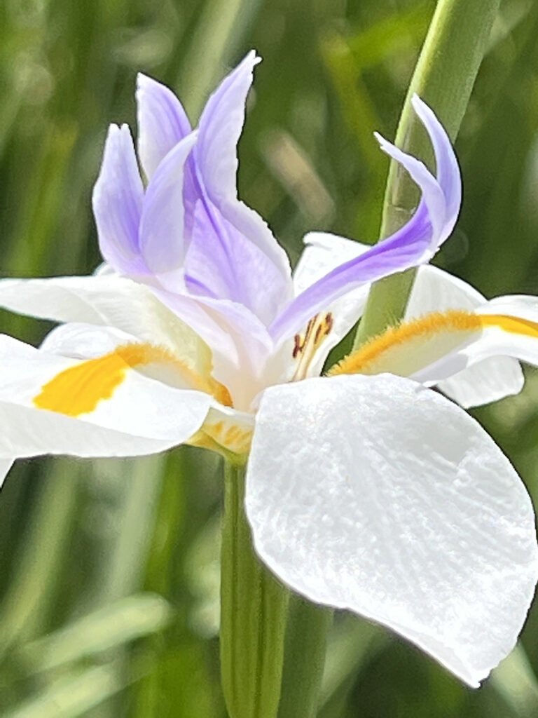 Purple, yellow and white lily flower